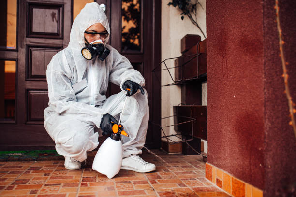 Attic and Crawl Space Rodent Treatment in Hawi