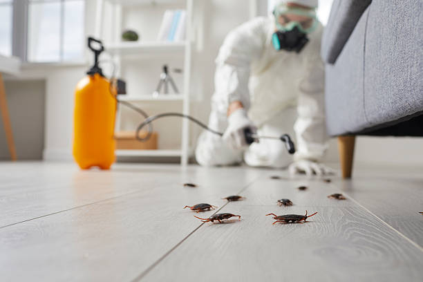 Commercial Rodent Management in Hawi